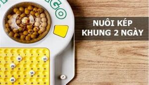 Nằm mơ thấy gà chơi số gì